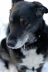 Concerned Oly during Snowmageddon 10
