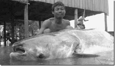 Pangasianodon gigas Pangasianodon gigas