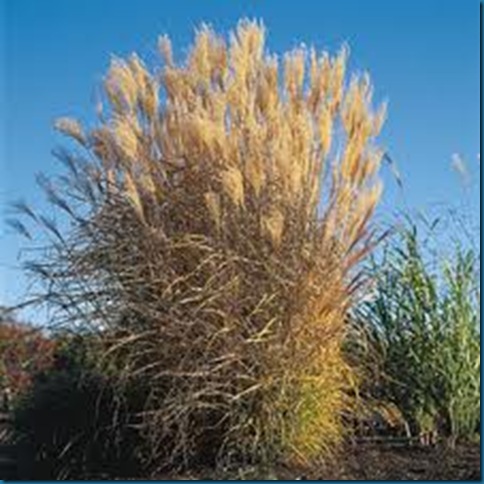 grasses swaying