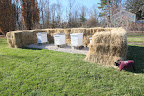 Examining the Beehives