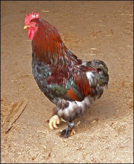 cock