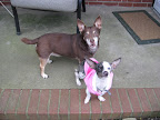 Best buds and partners in canine crime....