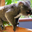 Koala at Hartleys - Port Douglas, Australia