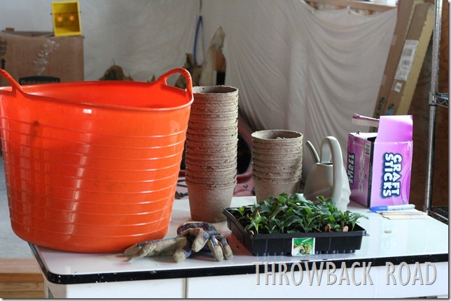transplanting seedlings 004