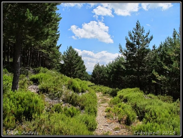 Vaca-soria 118 Vaca-soria 118