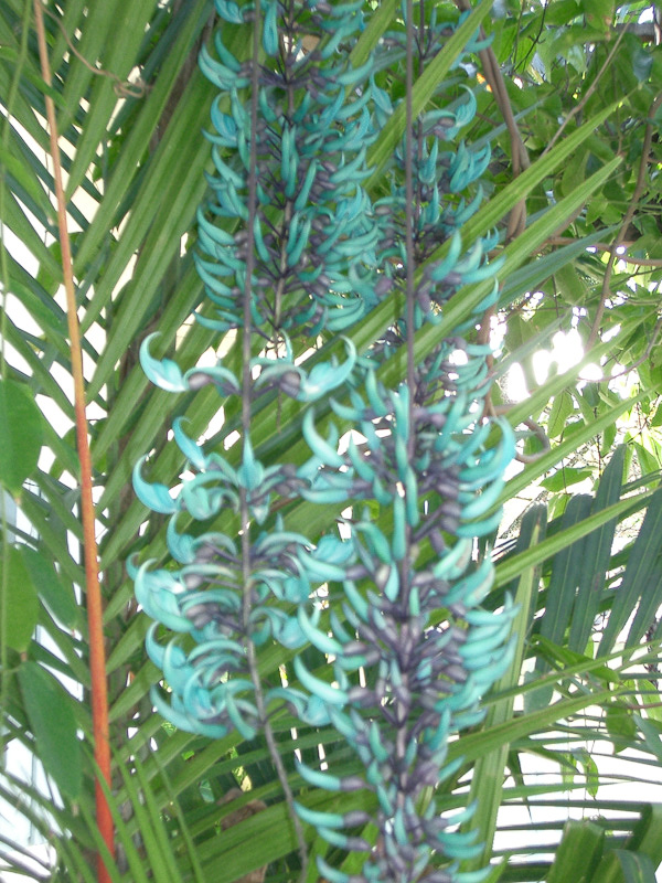Flor de jade, uma planta trazida da Ásia. Fotos de Flores de jade e clerodendros. Foto numero 3809119846. Fotografia da Pousada Pe na Areia, que fica em Boicucanga, próximo a Maresias, Litoral Norte de Sao Paulo (SP).
