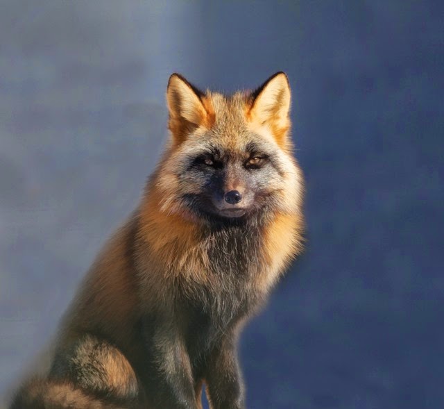 Fox_16