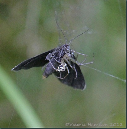 53-spider pos Linyphia triangularis-eating-chimney-sweeper