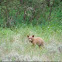 Black bear cub