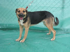 PASITA. Hembra 2 años. Tranquila, intrépida, muy inteligente, tímida cuando no te conoce, cariñosa, dócil, muy sociable. Le gusta trepar bardas