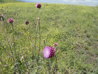 Fene captured this picture of a thistle as Marilyn was too distraught to contineue.