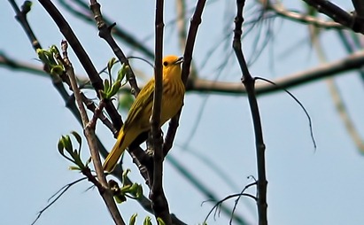 Yellow Warbler Yellow Warbler