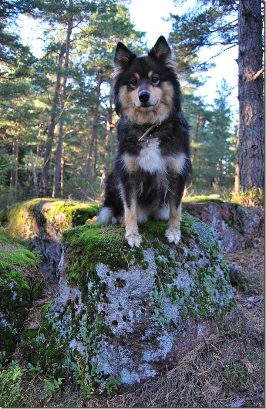 Tur i skogen sept 11 093
