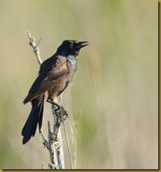 bnsbl   Common Grackle_ROT4124   NIKON D3S June 04, 2011