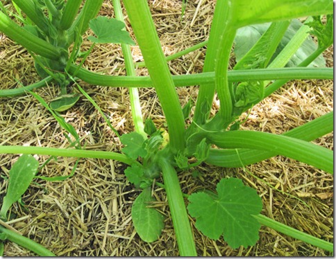 Costata Romanesco flower buds