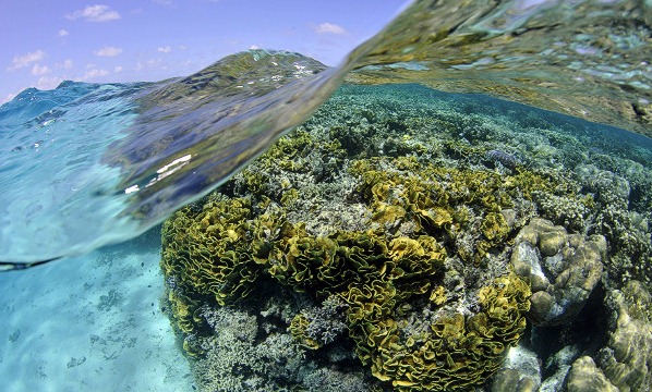 [Coral%2520reef%252C%2520Federated%2520States%2520of%2520Micronesia%252001%255B6%255D.jpg]