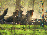 Though it was just a few minutes before they went crazy over the carcass. Transition to Madagascar - 047.jpg