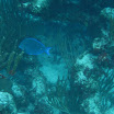  Scuba Dive Buck Island Reef