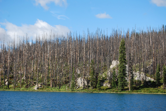 Dead trees destroyed by forest fire in British Columbia, Canada. Scott Latham / Fotolia.com