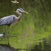 heron in green with purple.jpg