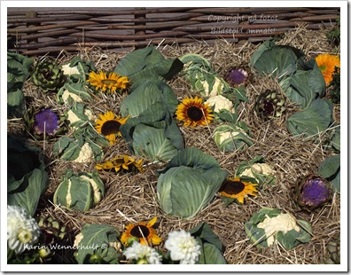 Blomkålosolrosor Blomkålosolrosor