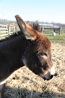 The profiles vary with different breeds of donks.  Miniatures have a slightly dished shape.  Isn't Rufus so cute?