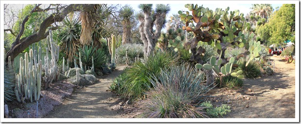 Ruth Bancroft Garden 2013 spring plant sale