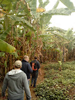 Nkumba, Bananenfeld