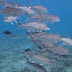 Caranx - Photo (c) DavidR.808, some rights reserved (CC BY-NC-SA)
