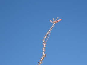 Ocotillo starting to show some color.