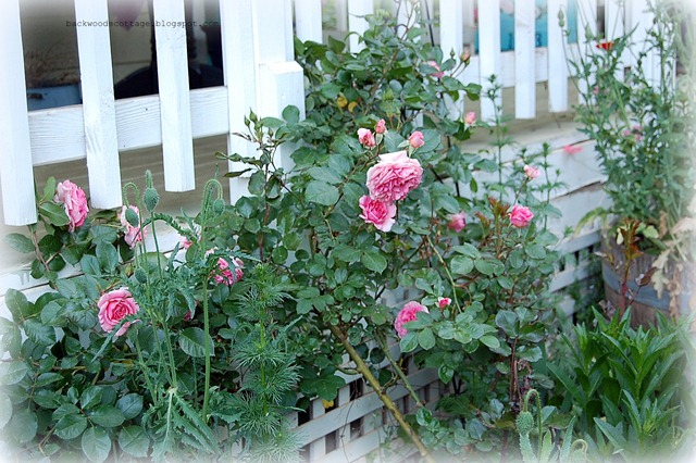 heritage english rose heritage english rose
