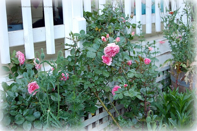 heritage english rose