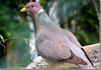 Band-tail Pigeon