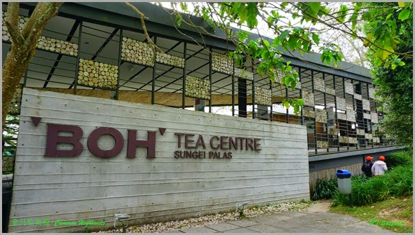金马伦Boh茶园 金马伦Boh茶园