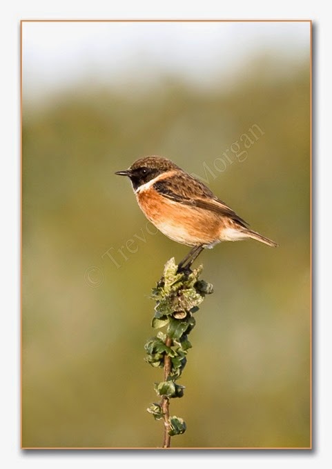 Local Birds 5  Stonechat  male 2  