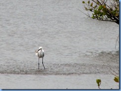 7751 Black Point Wildlife Drive, Merritt Island National Wildlife Refuge, Florida - Snowy Egret with fish in mouth