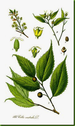 Celtis australis Celtis australis