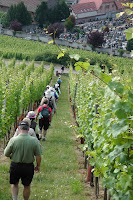 Walking through vineyards