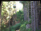 california_sequoia