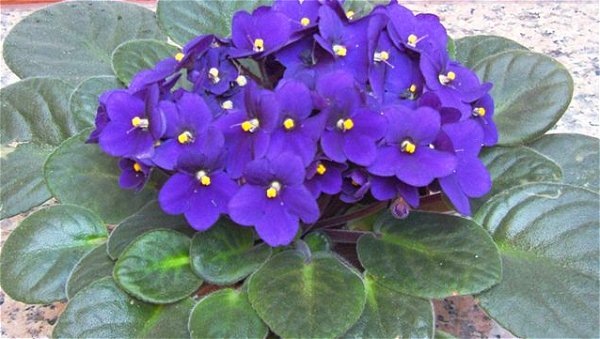 [africanviolet5.jpg]