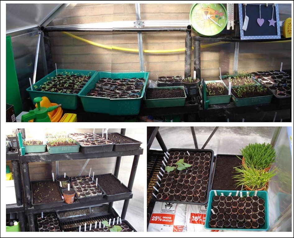 [Greenhouse%2520inside%255B5%255D.jpg]