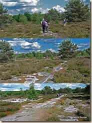 Platière en forêt de Nemours