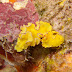 Noumea flava - Photo (c) DavidR.808, some rights reserved (CC BY-NC-SA)