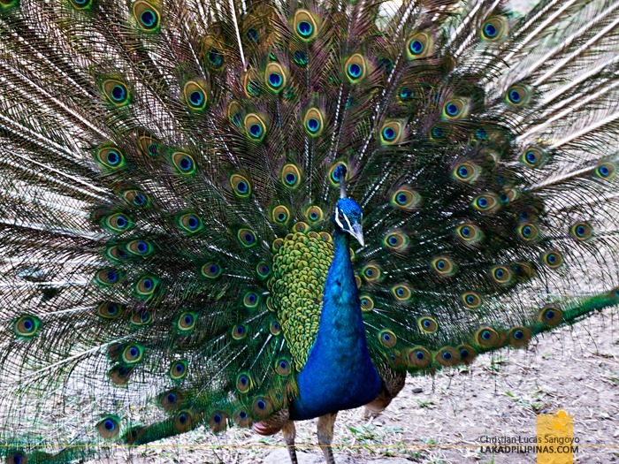 Peacock (or is it Peahen) at Subic's JEST Camp Adventure