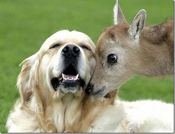 animales (1) animales (1)