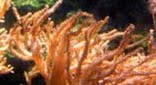 Biodiversité corail arbre