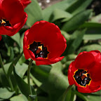 IMG_2499.JPG