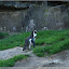 – Pinguin – Pinguin