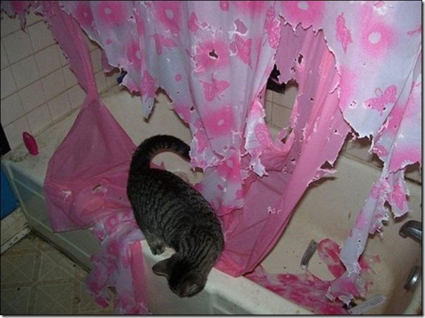 gato 3