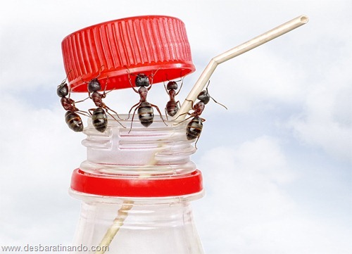 team of ants opening bottle and inserting cocktail pipe, isolate